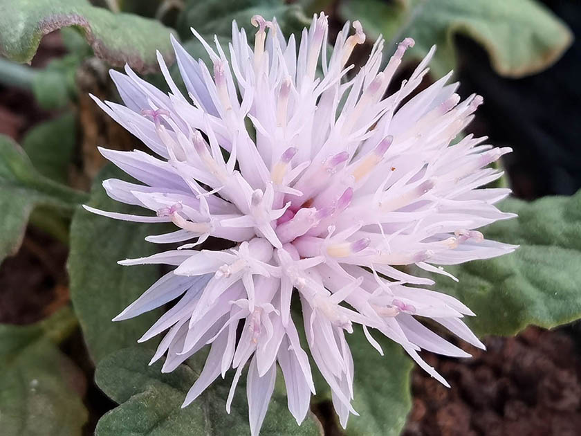 Centaurea aegialophila